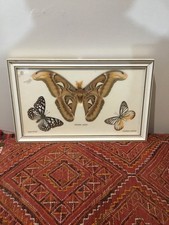 PAPILLON NATURALISÉ ENCADRÉ