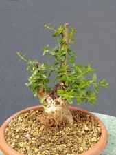 Bonsaï olivier 20 x 10 cm en