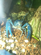 Écrevisses Bleues Alleni Et