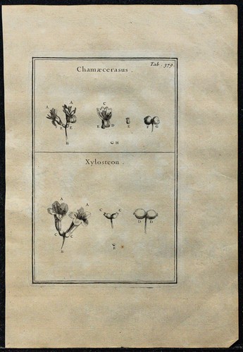 1719 chèvrefeuille - 1719,