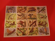 ANCIENNE planche scolaire 63 "chenilles & papillons "ARNAUD  DECHAUX 1951