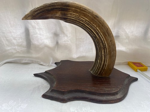 Trophée défense sanglier - défense, de