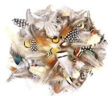 Plumes de faisan et paon