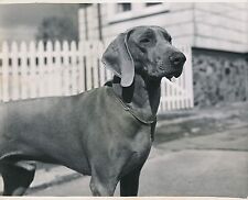 BRAQUE DE WEIMAR  c. 1950 - Chien de Chasse Neimaraner  Grand Format - CH 32