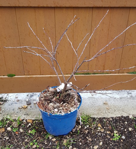 Prunus avium cherry - prunus,