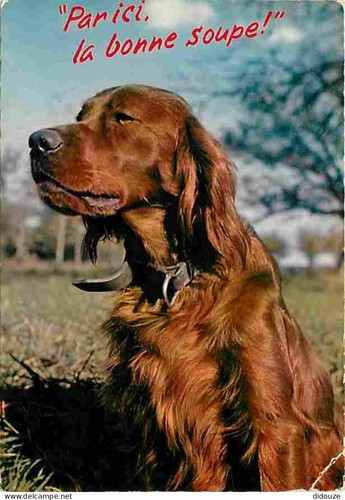 Carte postale animaux - postale,