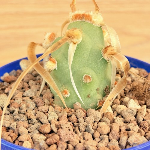 Tephrocactus articulatus - , v