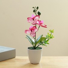 Plante d'orchidée