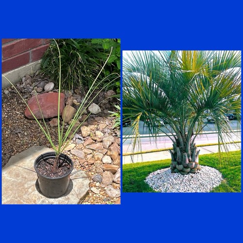 Tall pindo palm - tall,