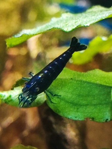 Lot crevettes - lot,