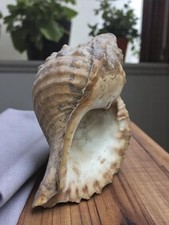  Coquillage vintage de