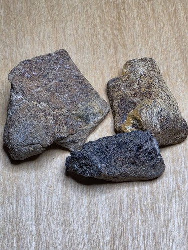 Partially digested mosasaur - digested,