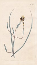Iris Viscaria Schwertlilie