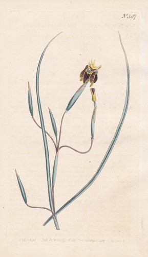 Iris viscaria schwertlilie - iris,