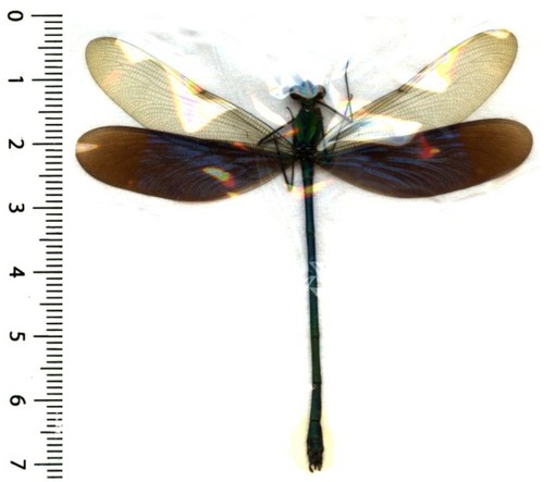 Odonata zygoptera - odonata,,