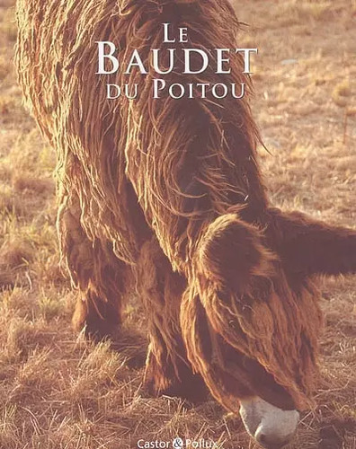 Baudet poitou yve - baudet, poitou,