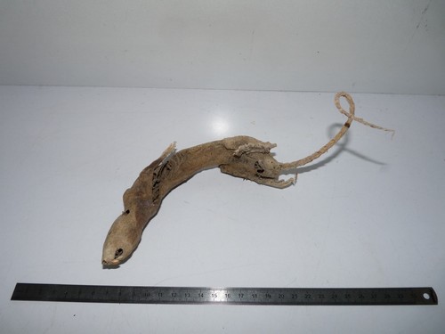 Rat momifié taxidermie - rat,