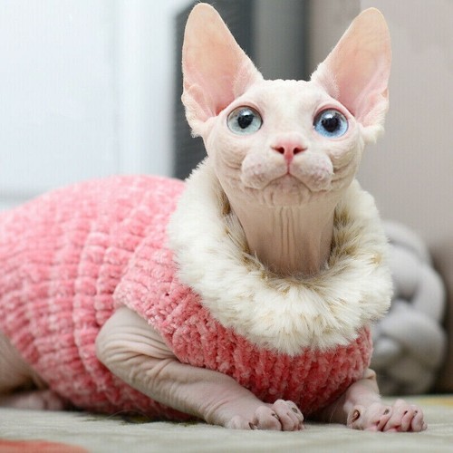 Pull costume pour chat - costume,