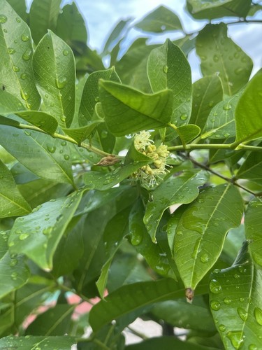Jamaican ackee blighia sapida - jamaican,
