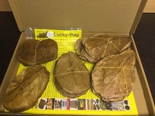 ca.100 pièce feuilles