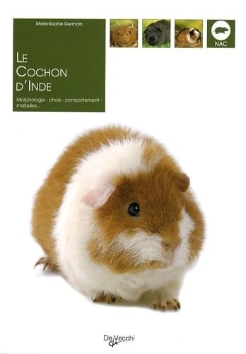 Cochon inde germain - cochon,