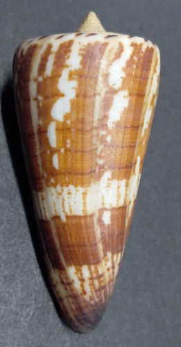 Conus maldivus - conus,