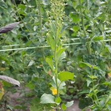 2000 Graines De Tabac Guarijio