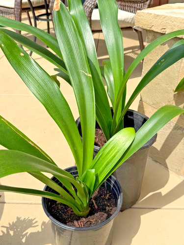 Large mature yellow - 1,