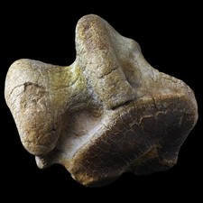 ★☆ OS DE RHINOCEROS