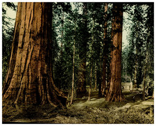 California, Mariposa Grove of Big Tress, Columbia and “Gren. Grant” Vintage phot