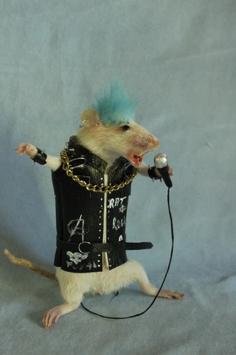 Taxidermie rat punk - taxidermie, star