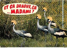 Animaux - Oiseaux - Grues Couronnées - Parc Ornithologique de Villars les Dombes