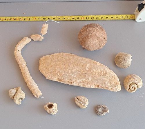Lot fossiles ammonite - lot,