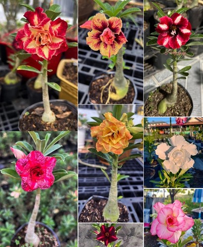 Lot graines adenium rose - lot, de