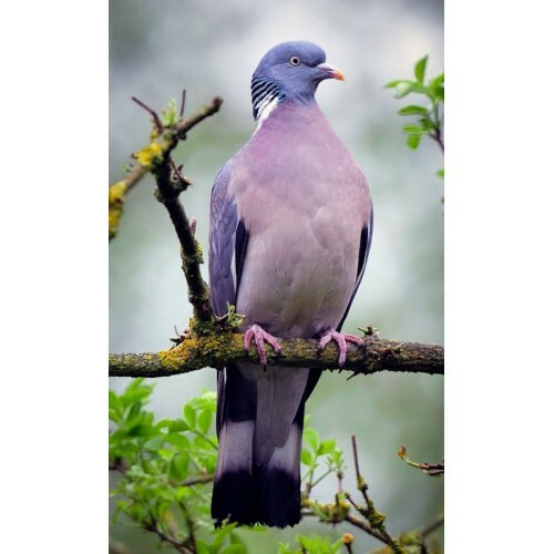 Palombe pigeon ramier