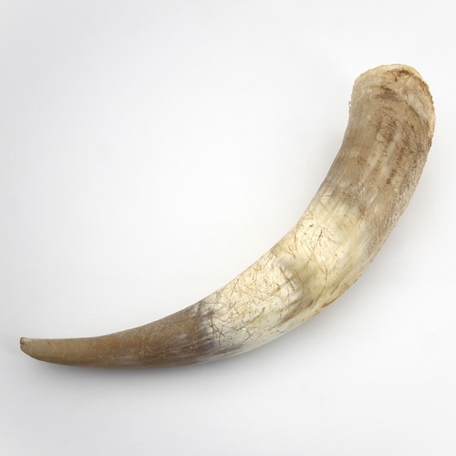 Corne vache - corne, /