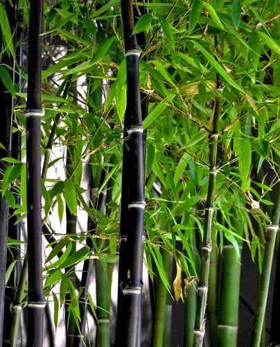 Black bamboo seeds - bamboo,
