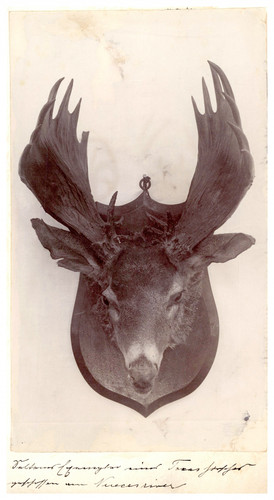 Deer head the wall - a,