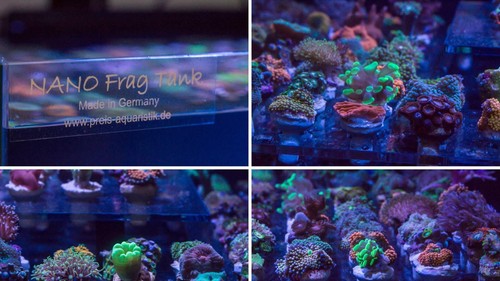 Boutures coraux pour - , aquarium