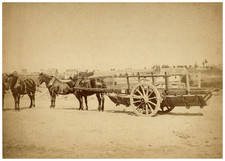France, Étude Artistique, Ruralité, Chevaux tirant une Remorque vintage albumen 