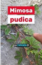 Tea Pudica Mimosa