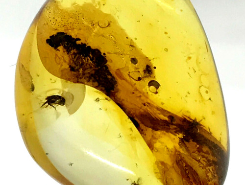 Pièce ambre avec inclusion - d'ambre,