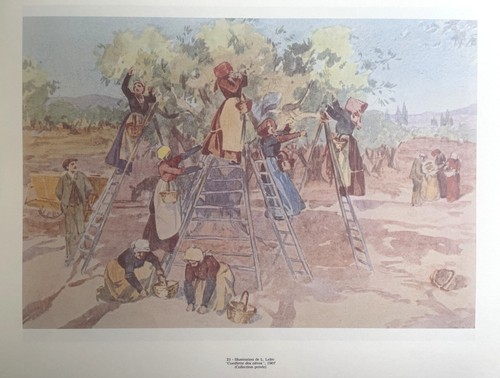 Illustration provence - illustration,