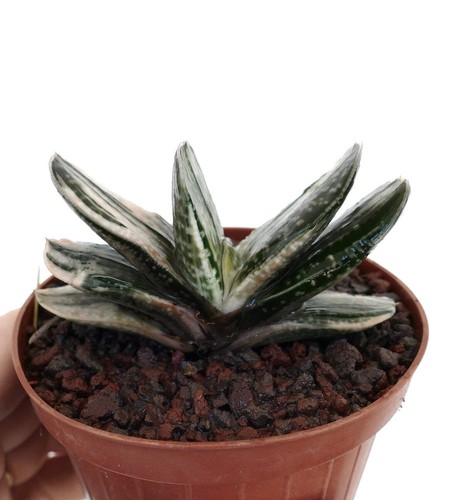 Gasteria 風白 green white - gasteria,