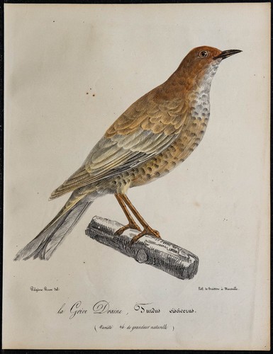 1830 grive draine - draine,