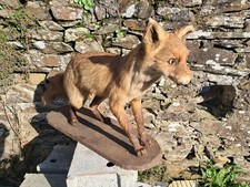 Taxidermie de renard roux