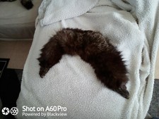 Col  En Fourrure De Renard 