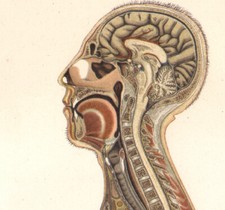 1897 Lithographie originale