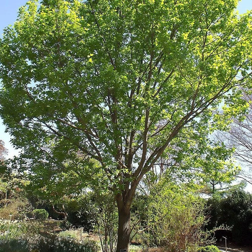 Eucommia ulmoides arbre à - eucommia,