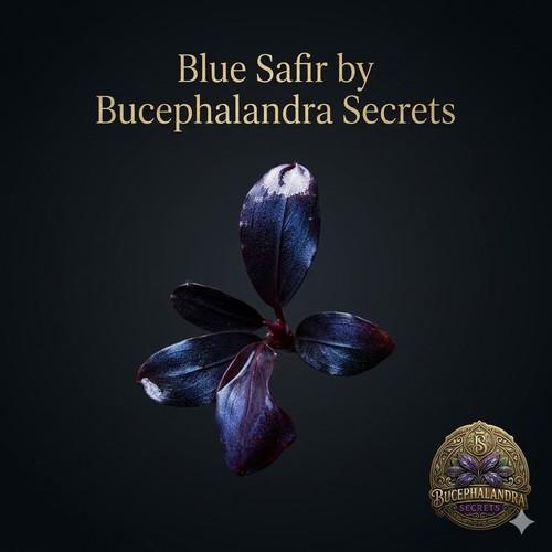 Bucephalandra blue safir - bucephalandra, sp.